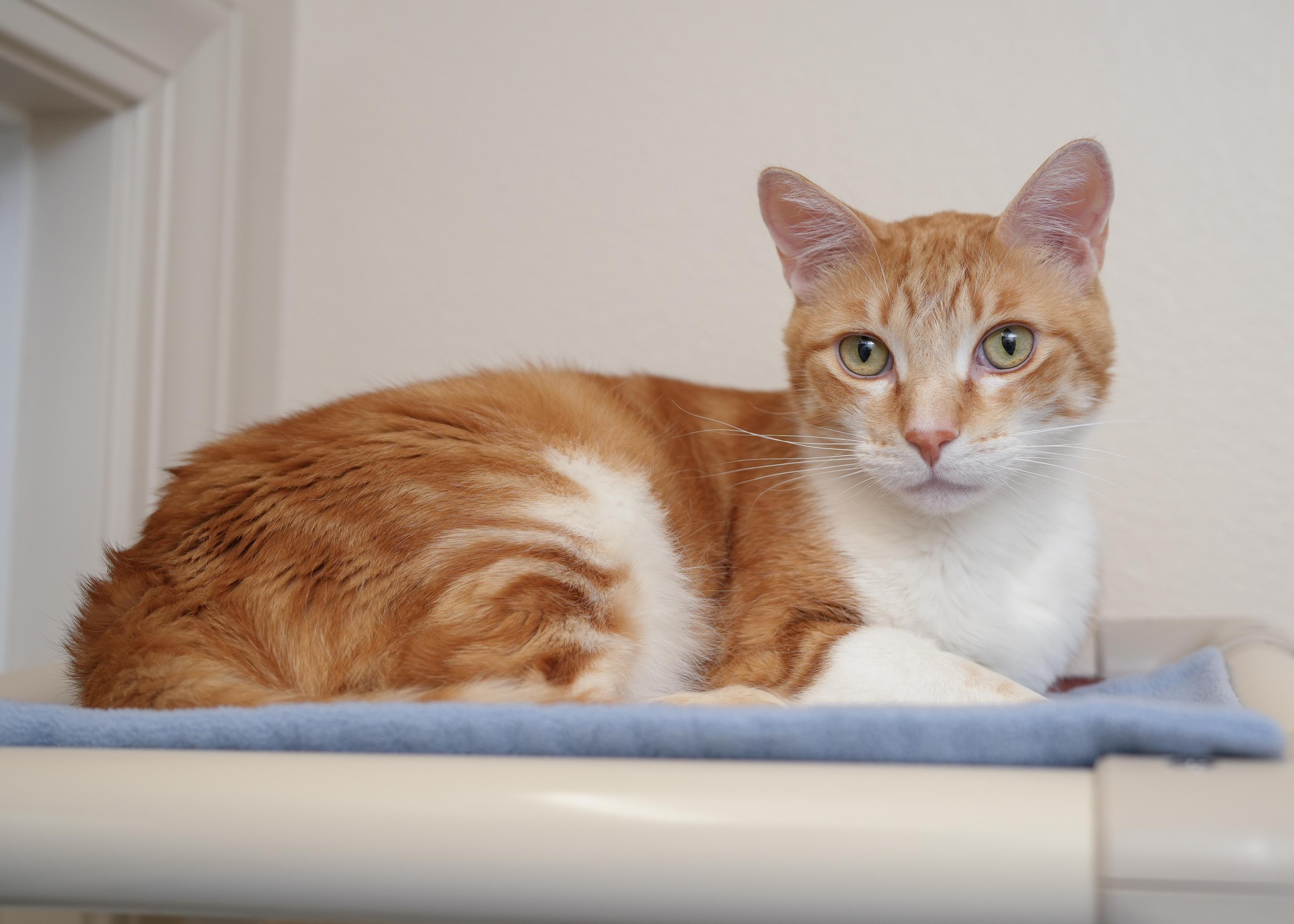 Enlarge Wrex, an adoptable Domestic Short Hair in Boise, ID image 2/3