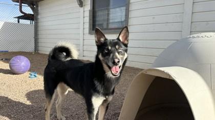 Jack, Adoptable, Adult Male Klee Kai & Mixed Breed.