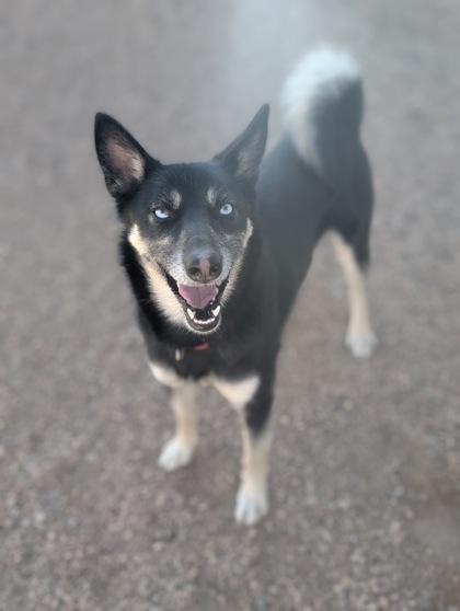Enlarge Jack, a Adoptable mixed breed in Divide, CO image 2/3