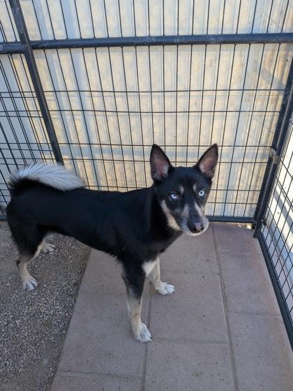 Enlarge Jack, a Adoptable mixed breed in Divide, CO image 1/2