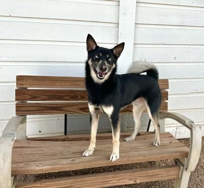 Enlarge Jack, a Adoptable mixed breed in Divide, CO image 2/2