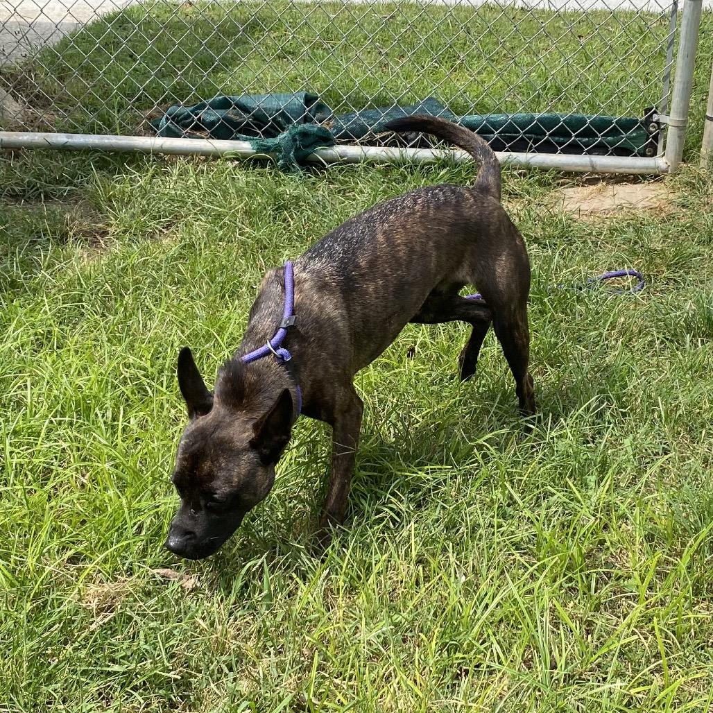 Phantom, Adoptable, Young Male Belgian Shepherd / Malinois & Pit Bull Terrier.