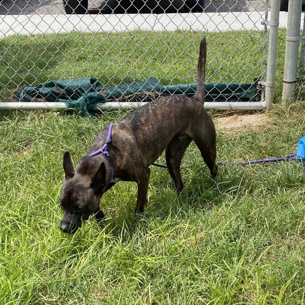 Enlarge Phantom, a Adoptable mixed breed in Caryville, TN image 2/6
