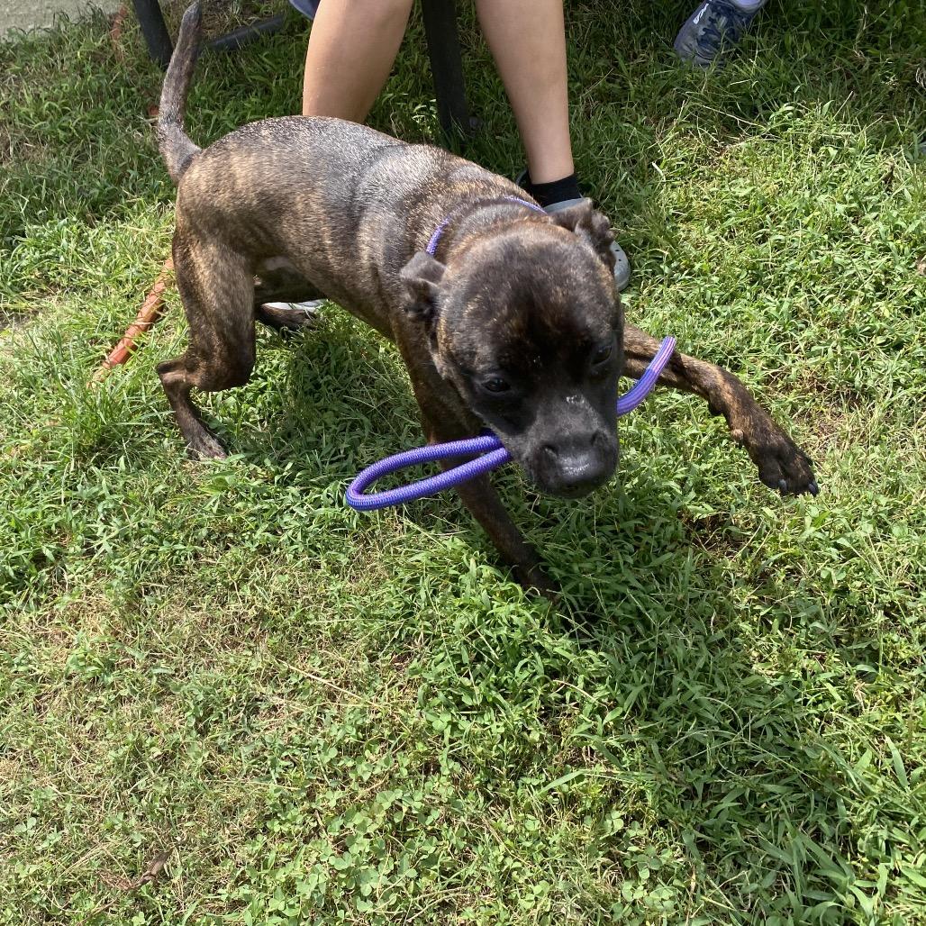 Enlarge Phantom, a Adoptable mixed breed in Caryville, TN image 3/6