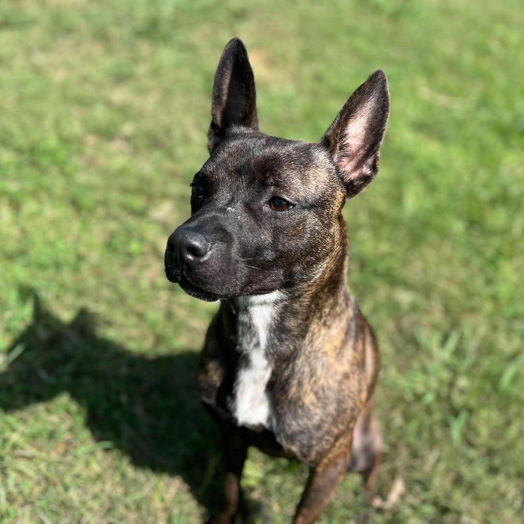 Enlarge Phantom, a Adoptable mixed breed in Caryville, TN image 4/6