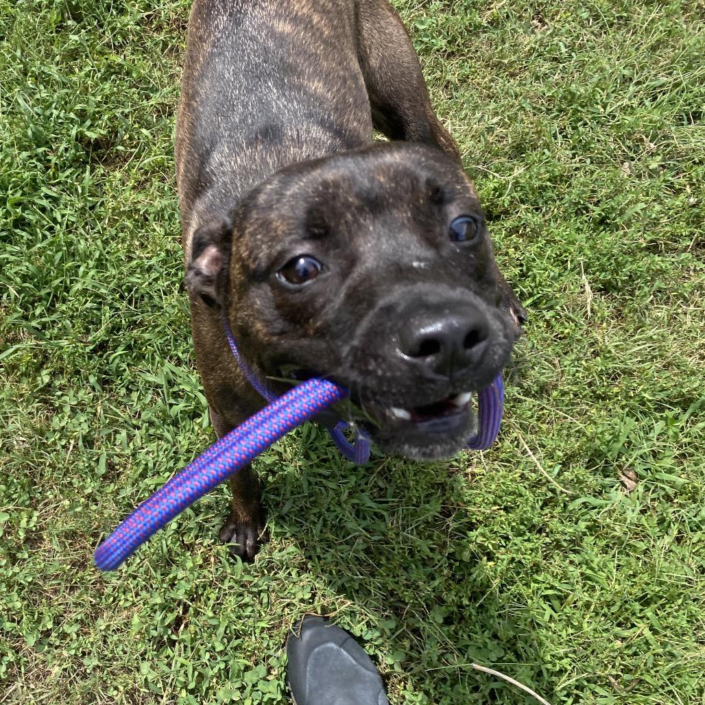 Enlarge Phantom, a Adoptable mixed breed in Caryville, TN image 5/6