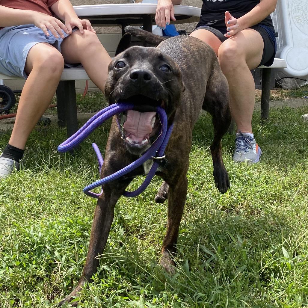 Enlarge Phantom, a Adoptable mixed breed in Caryville, TN image 6/6