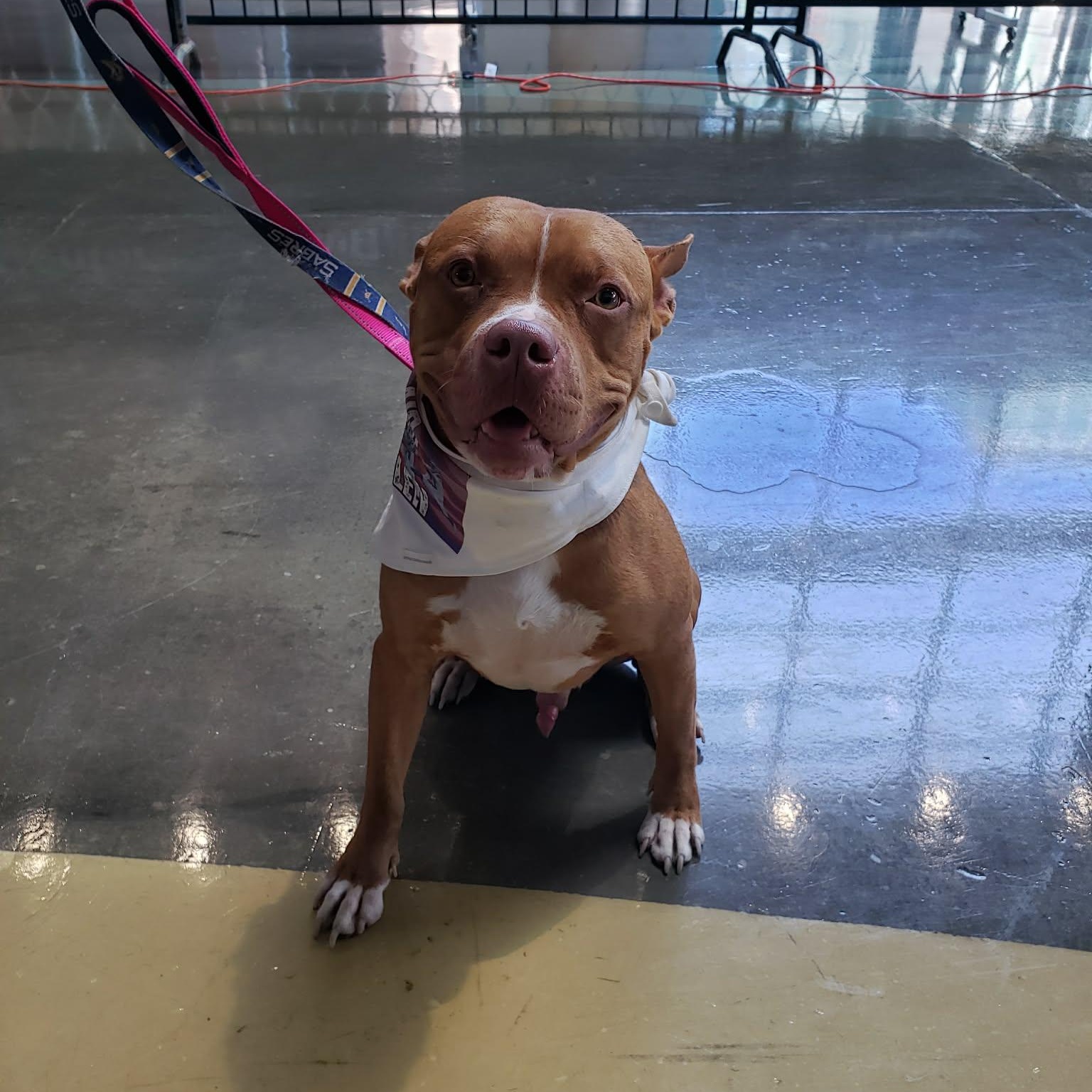 Peter, a ADOPTABLE Pit Bull Terrier in Buffalo, NY image 5/5