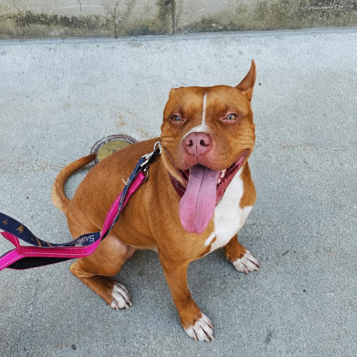 Peter, ADOPTABLE, Young Male Pit Bull Terrier.