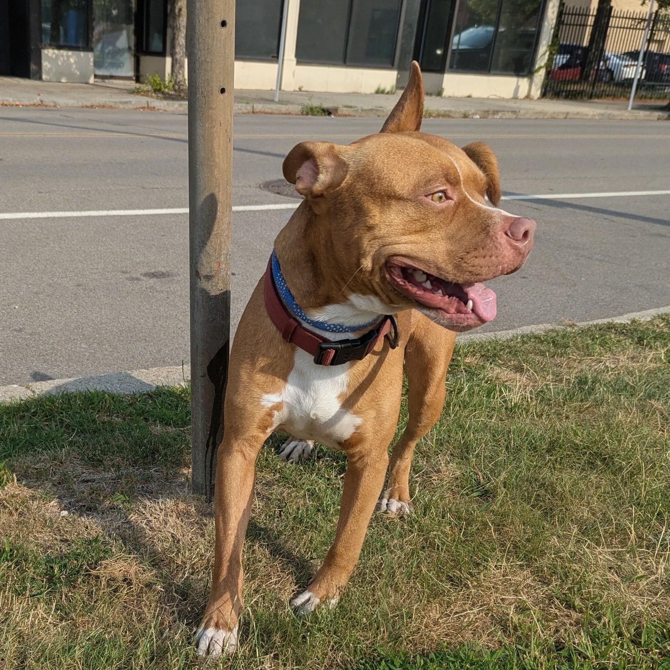 Peter, a ADOPTABLE Pit Bull Terrier in Buffalo, NY image 2/5