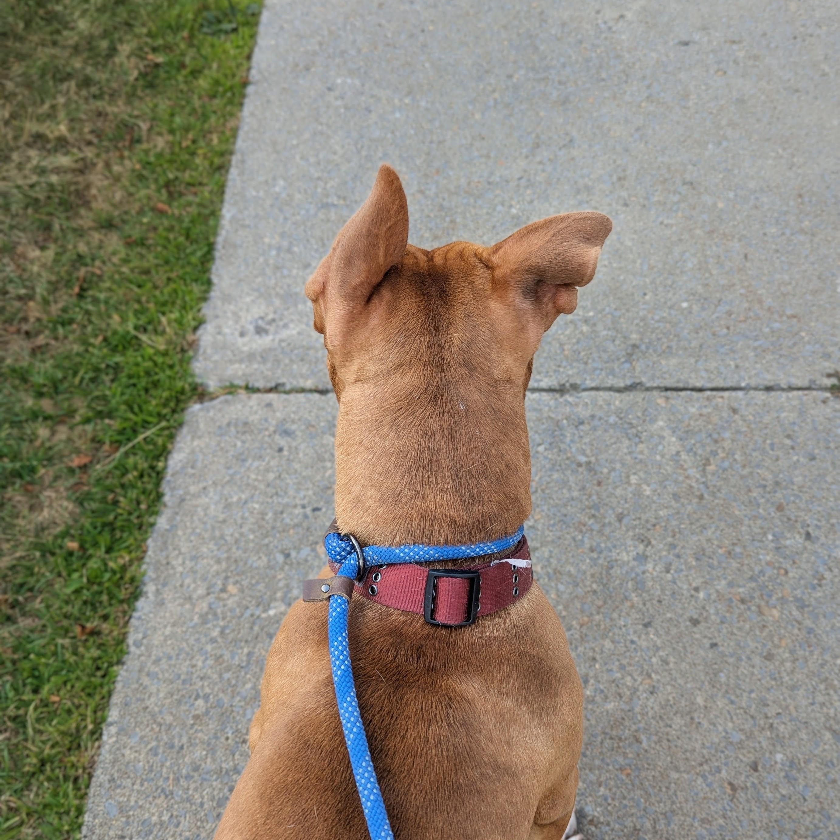 Peter, a ADOPTABLE Pit Bull Terrier in Buffalo, NY image 4/5