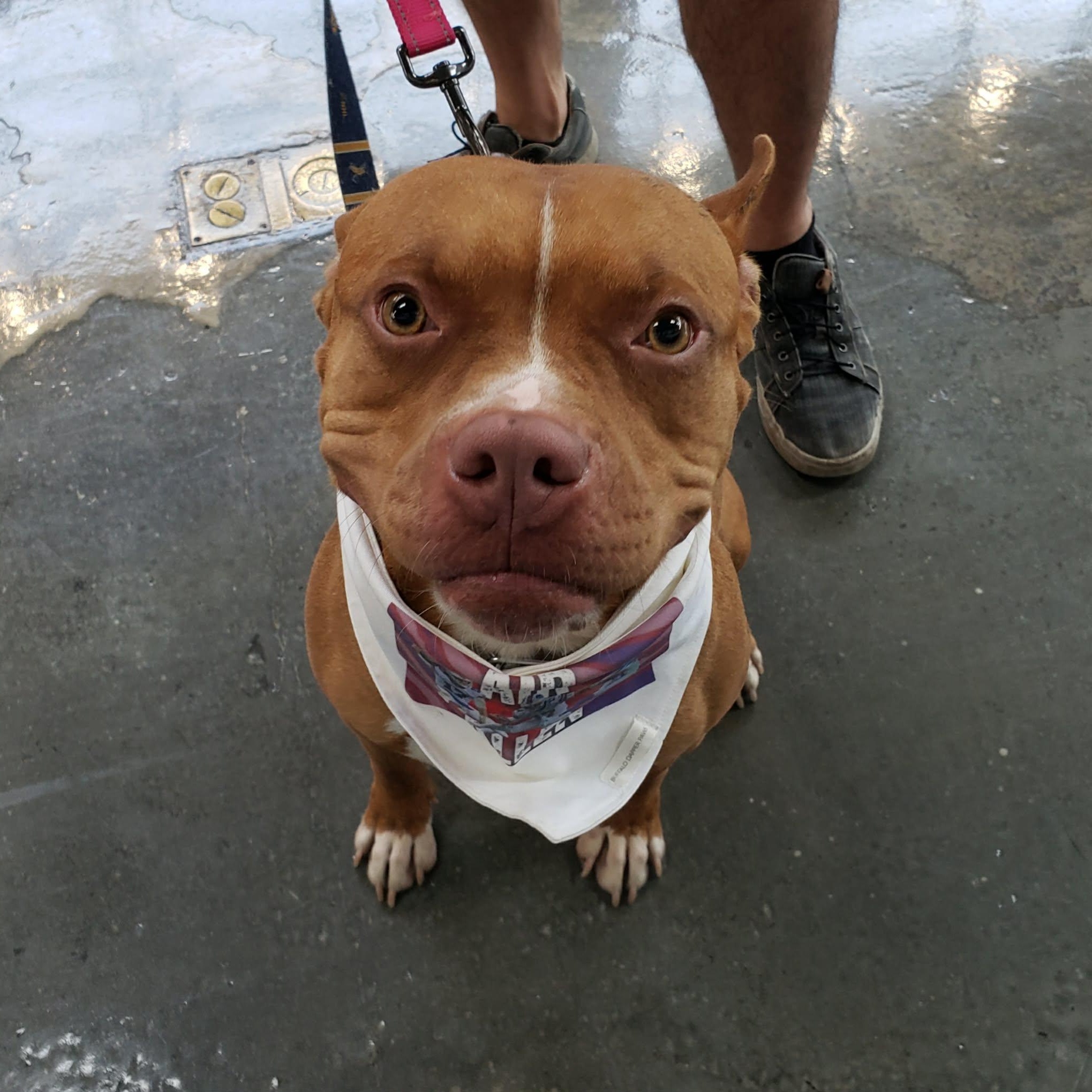Peter, a ADOPTABLE Pit Bull Terrier in Buffalo, NY image 3/5