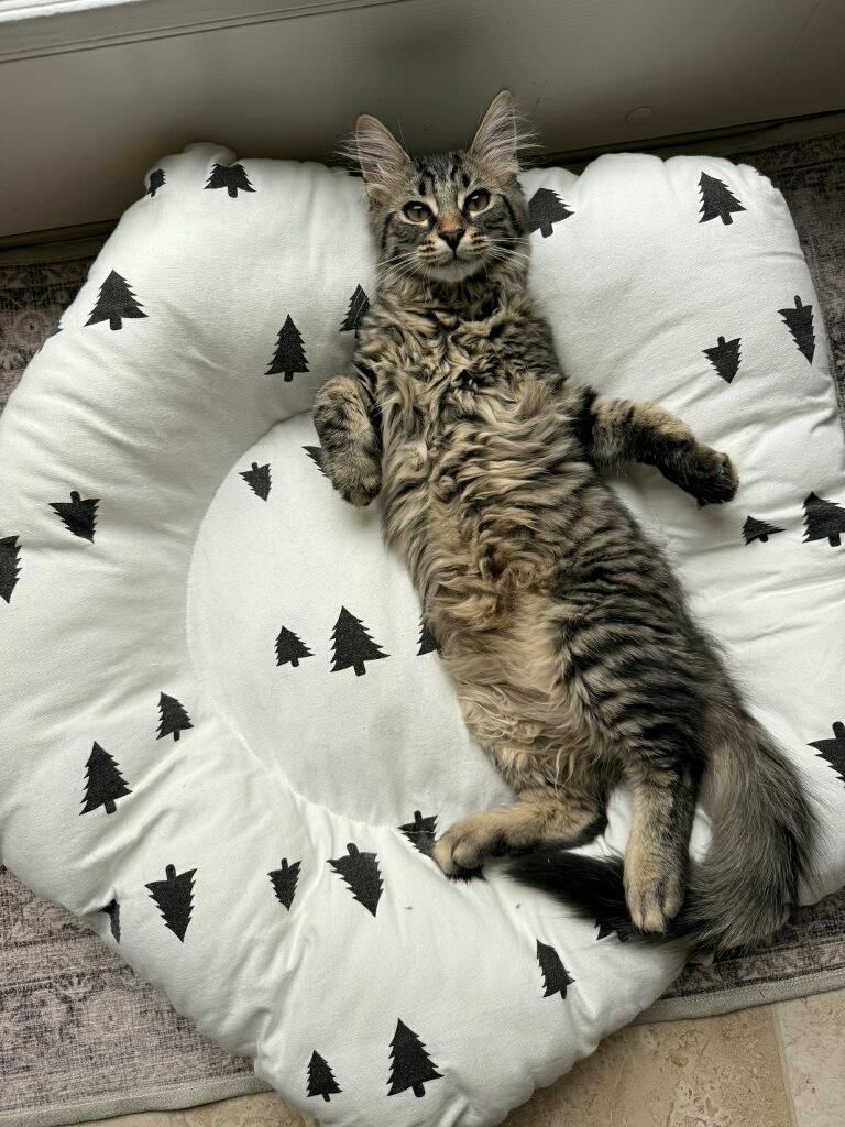 Mochi, an adopted Domestic Long Hair in Westland, MI image 3/5