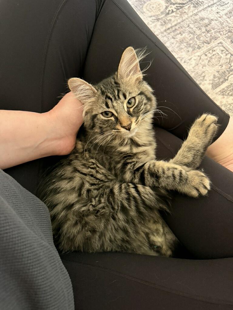 Mochi, adopted, Young Male Domestic Long Hair.