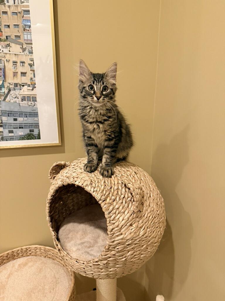 Mochi, an adopted Domestic Long Hair in Westland, MI image 4/5