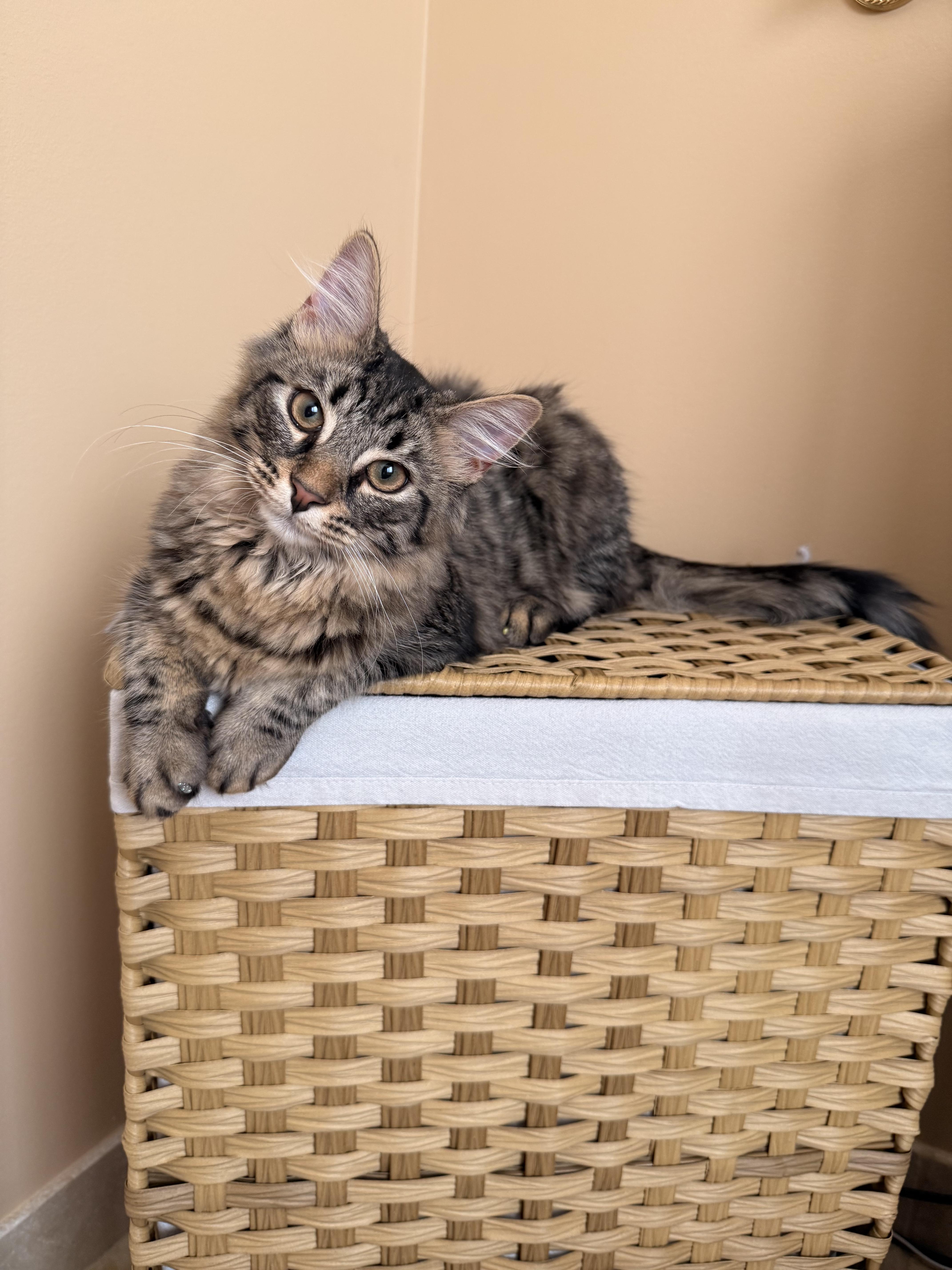 Mochi, an adopted Domestic Long Hair in Westland, MI image 2/5