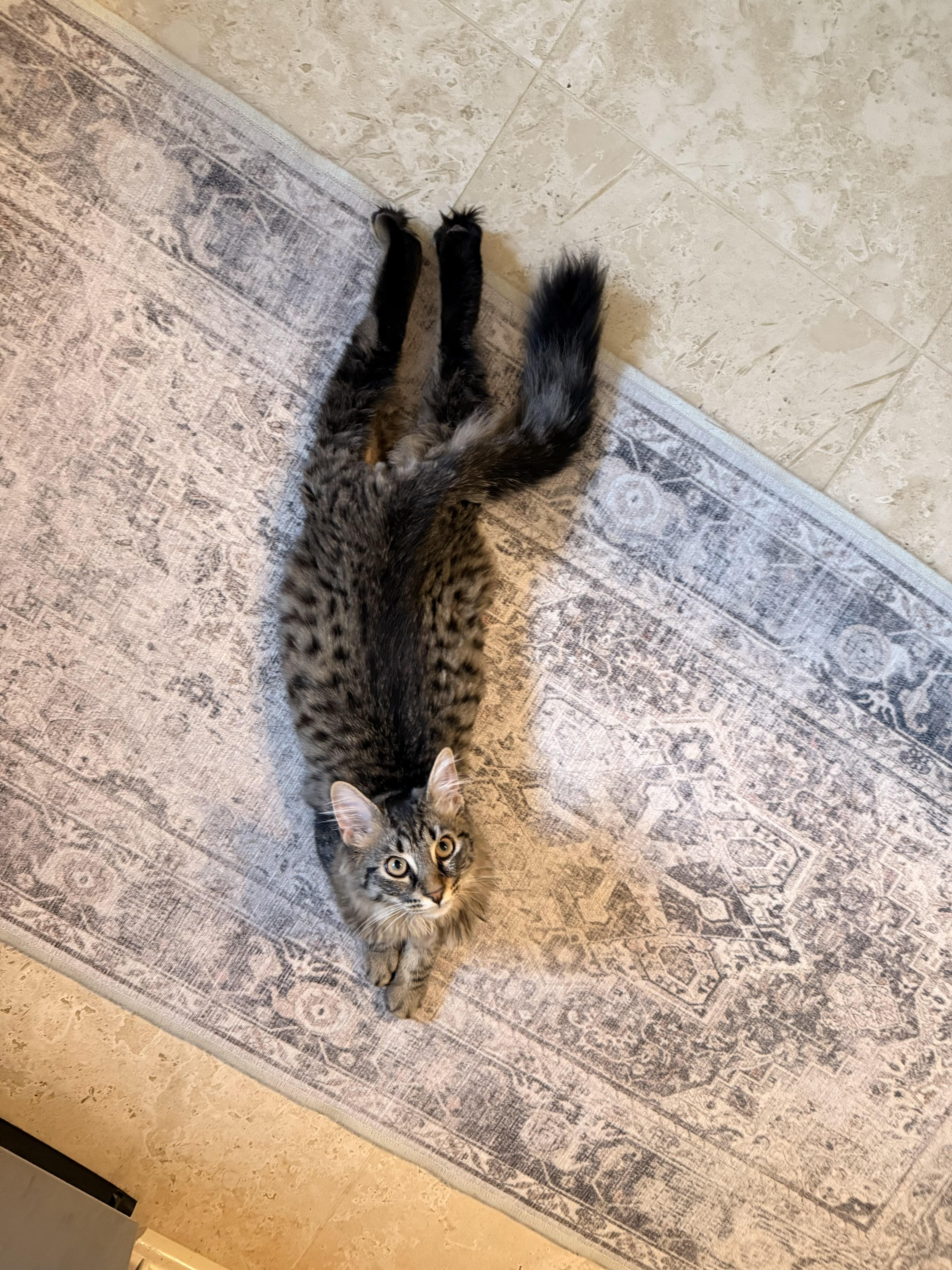 Mochi, an adopted Domestic Long Hair in Westland, MI image 5/5