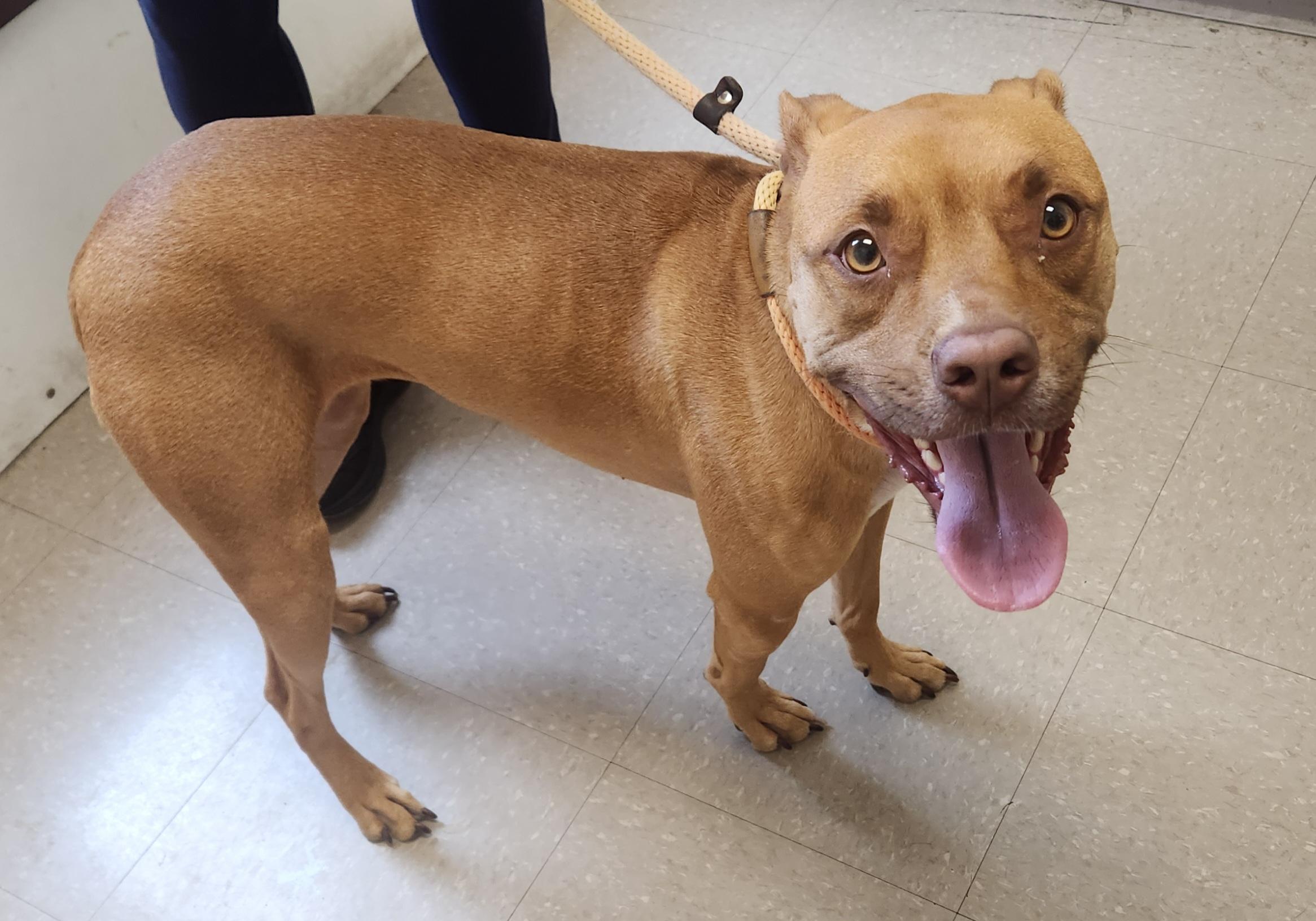 Summer, a ADOPTABLE Pit Bull Terrier in Clayton, NJ image 3/3