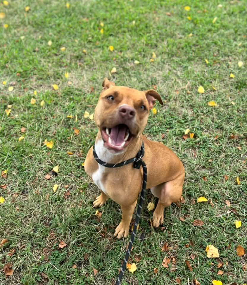 Enlarge Summer, a Adoptable Pit Bull Terrier in Clayton, NJ image 2/3