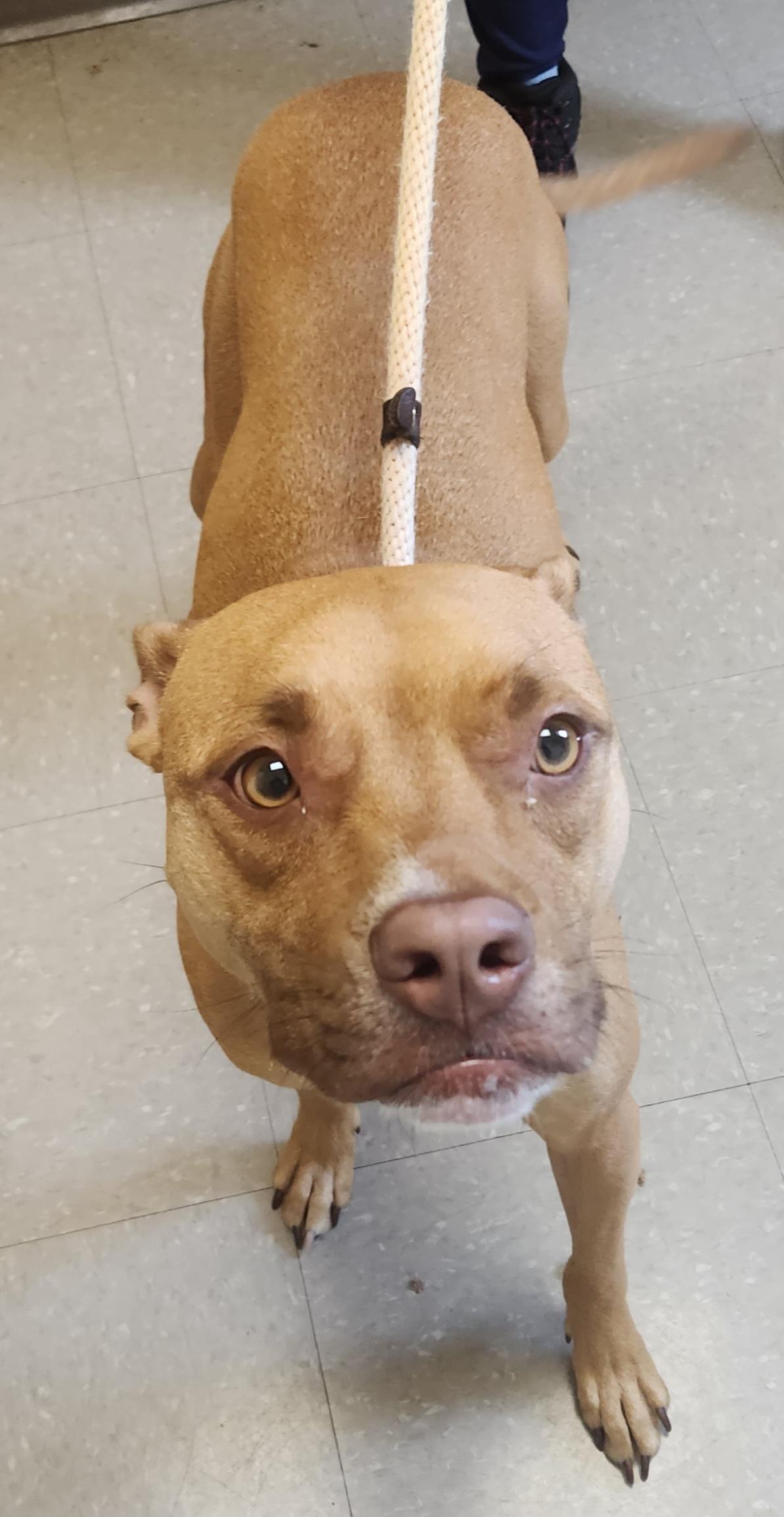Summer, a ADOPTABLE Pit Bull Terrier in Clayton, NJ image 2/3