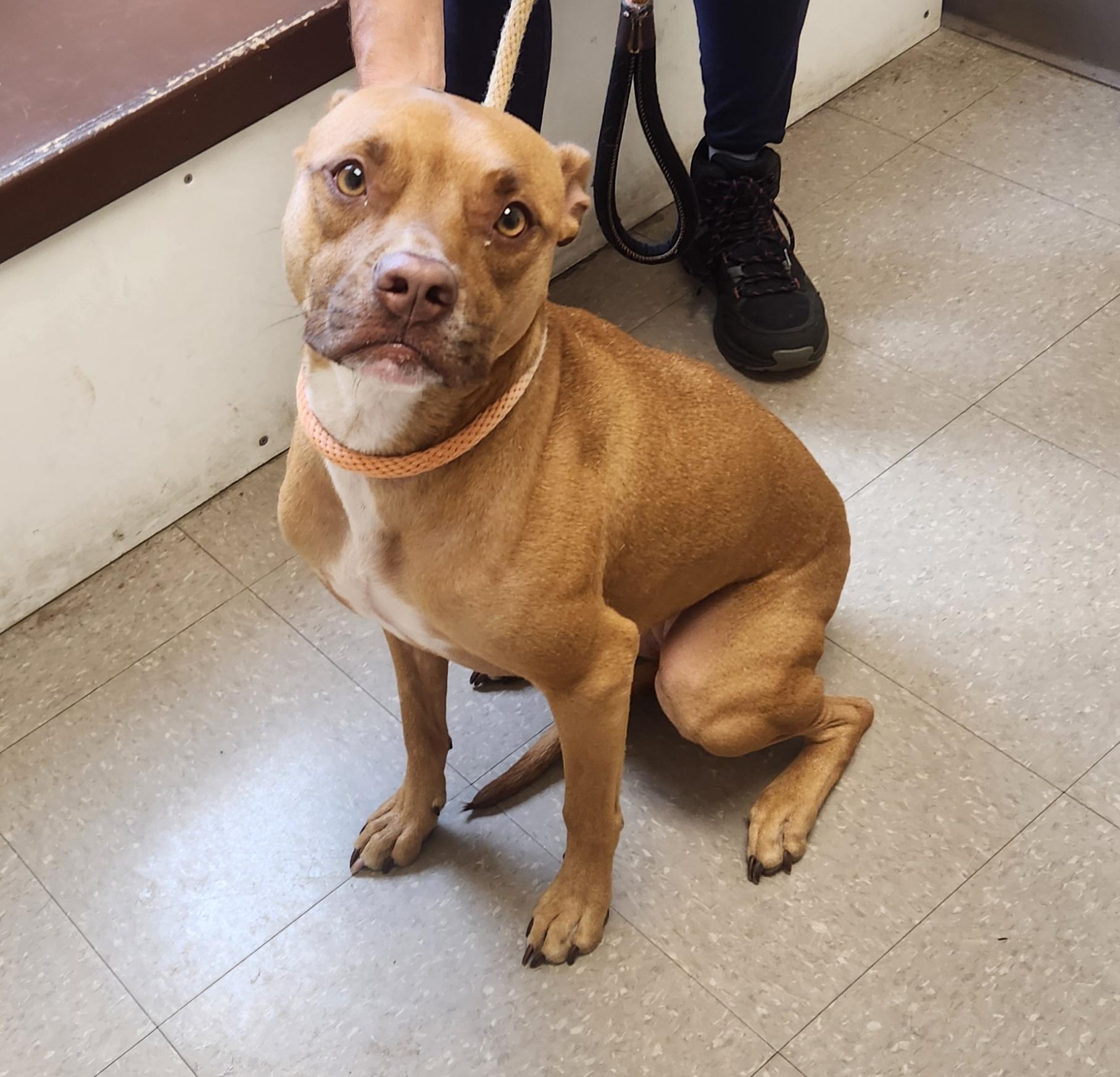 Summer, ADOPTABLE, Young Female Pit Bull Terrier.