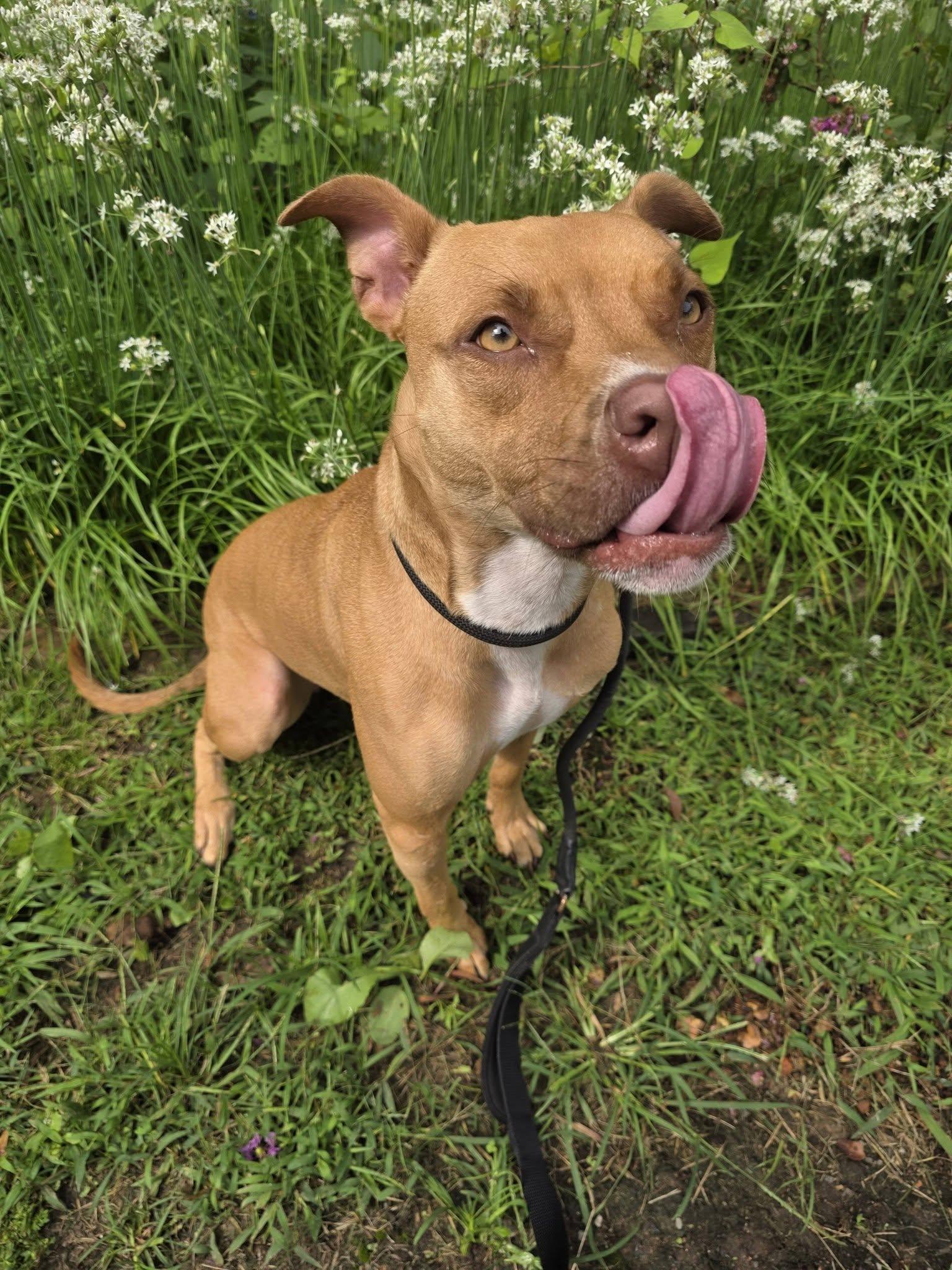 Enlarge Summer, a Adoptable Pit Bull Terrier in Clayton, NJ image 3/3