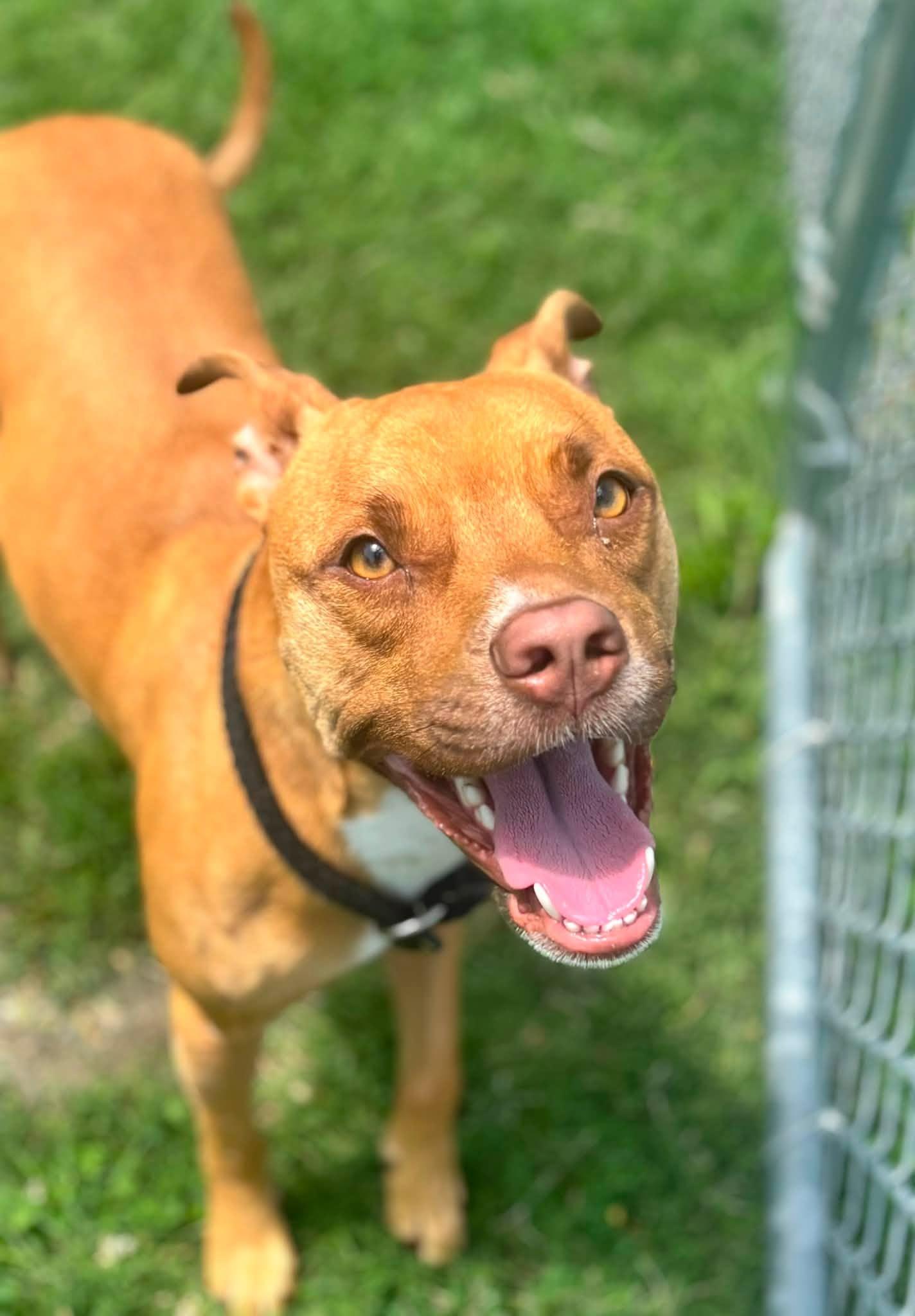 Enlarge Summer, a Adoptable Pit Bull Terrier in Clayton, NJ image 1/3