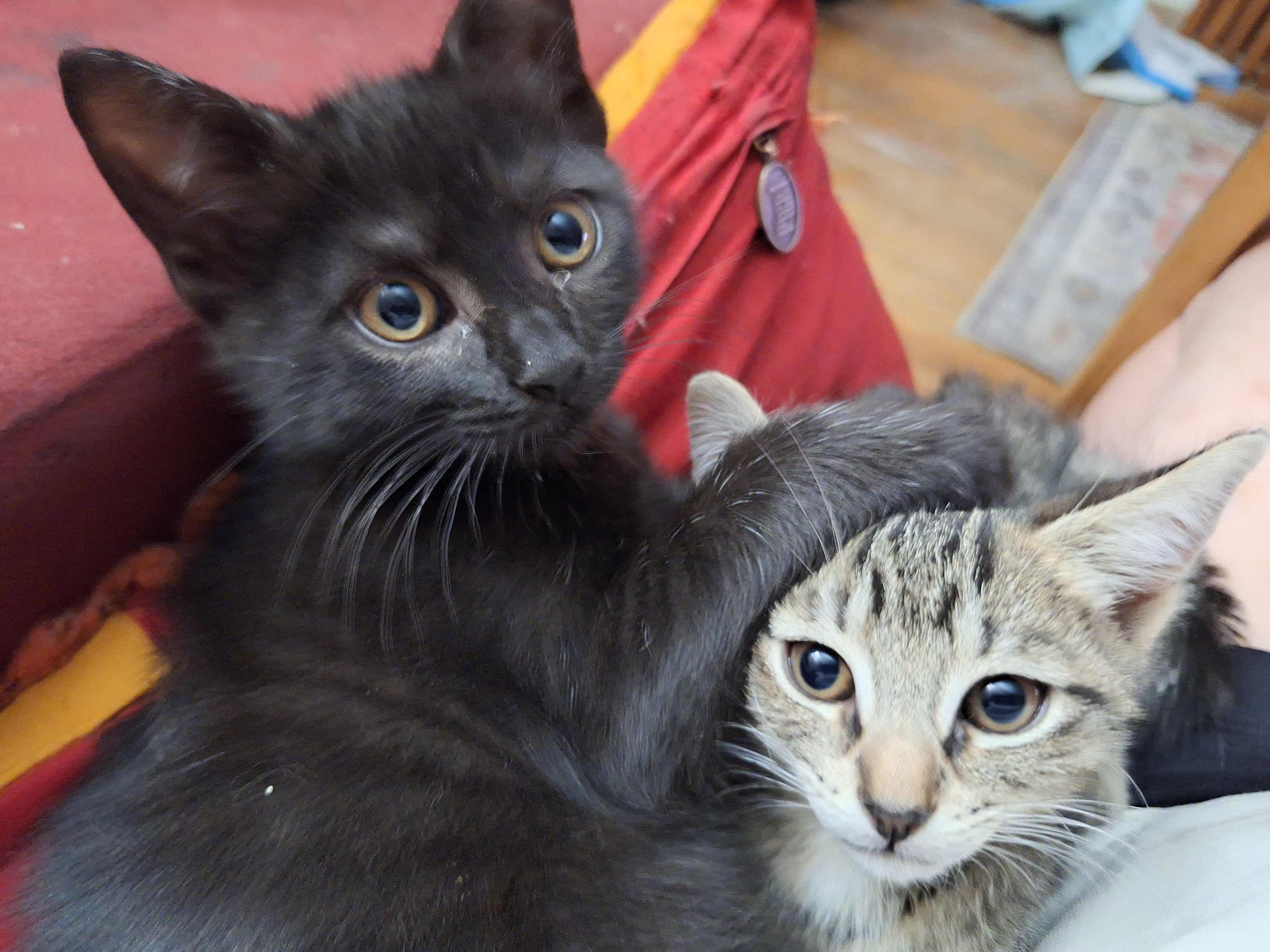 Jett (bonded with Jesse; JJ Litter), a Adoptable mixed breed in Baltimore, MD image 2/3