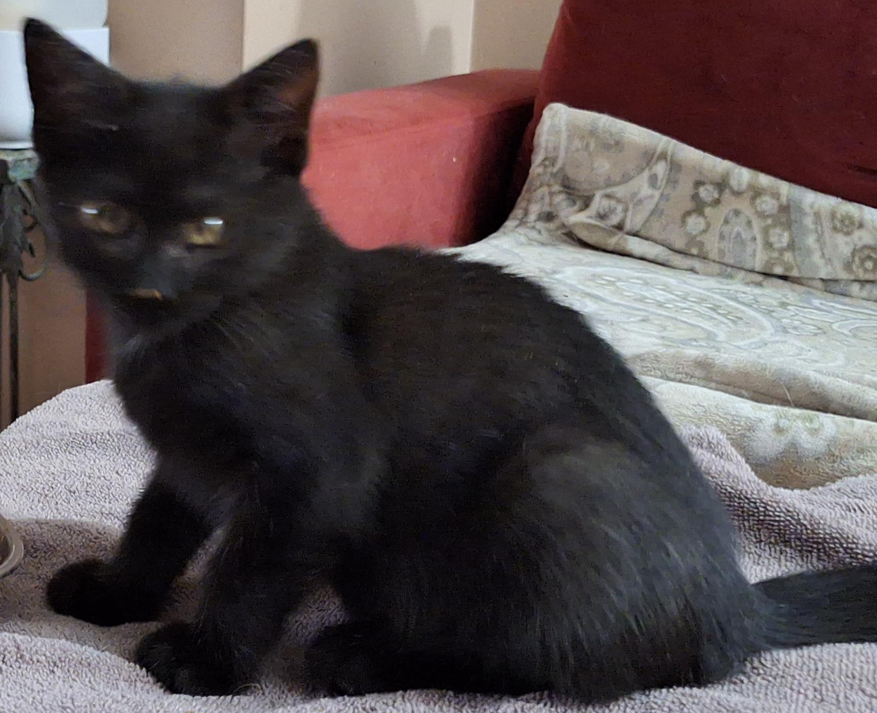 Jett (bonded with Jesse; JJ Litter), Young Female unknown