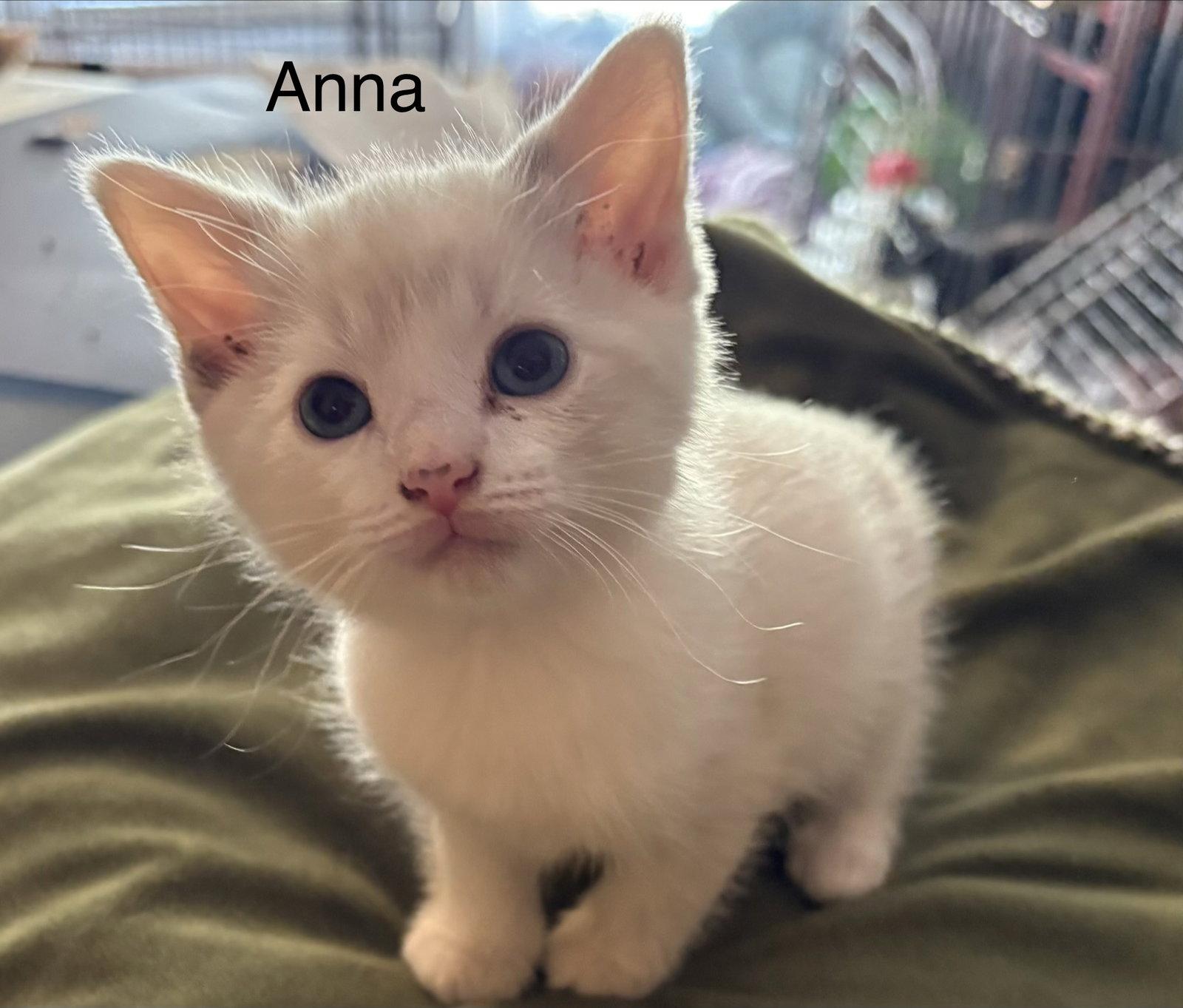 Anna (rt), Adopted, Kitten Female Domestic Short Hair.