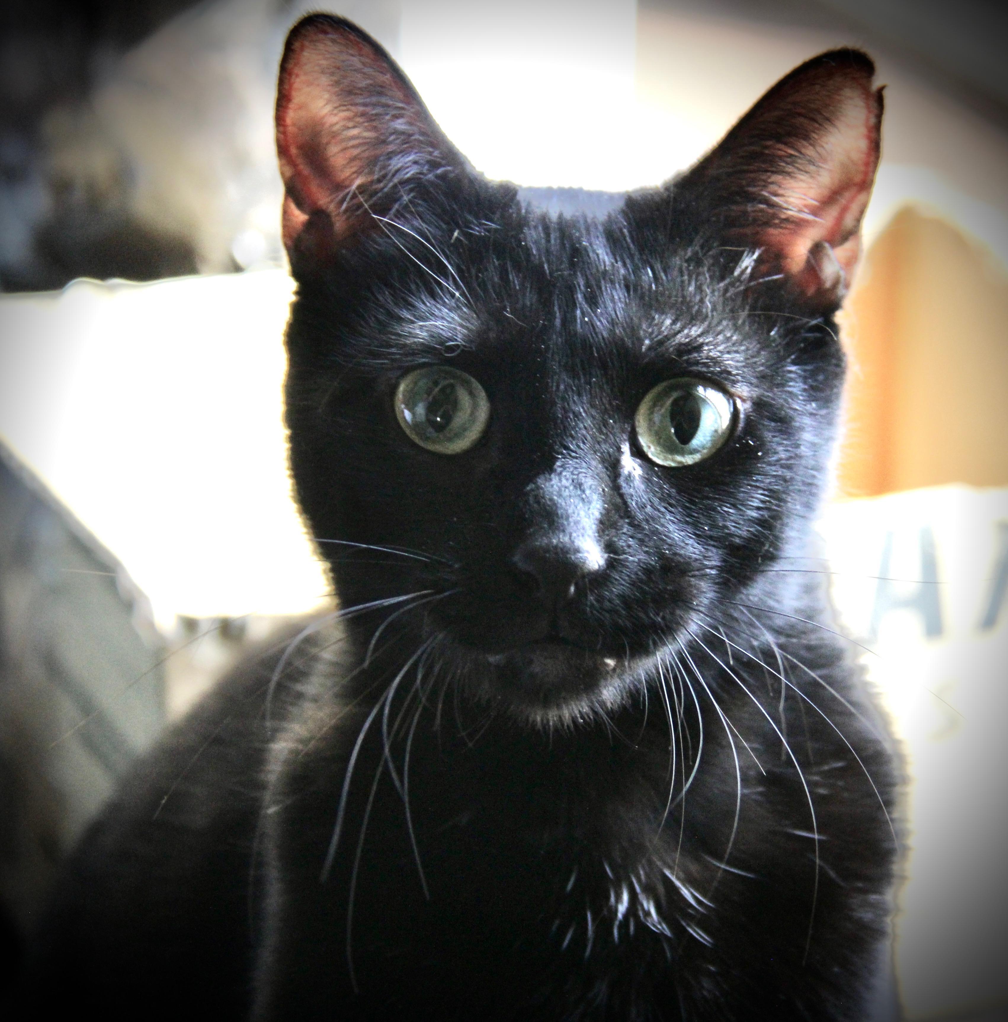 Enlarge Jenni, a Adoptable Domestic Short Hair in Mount Pleasant, TX image 1/5