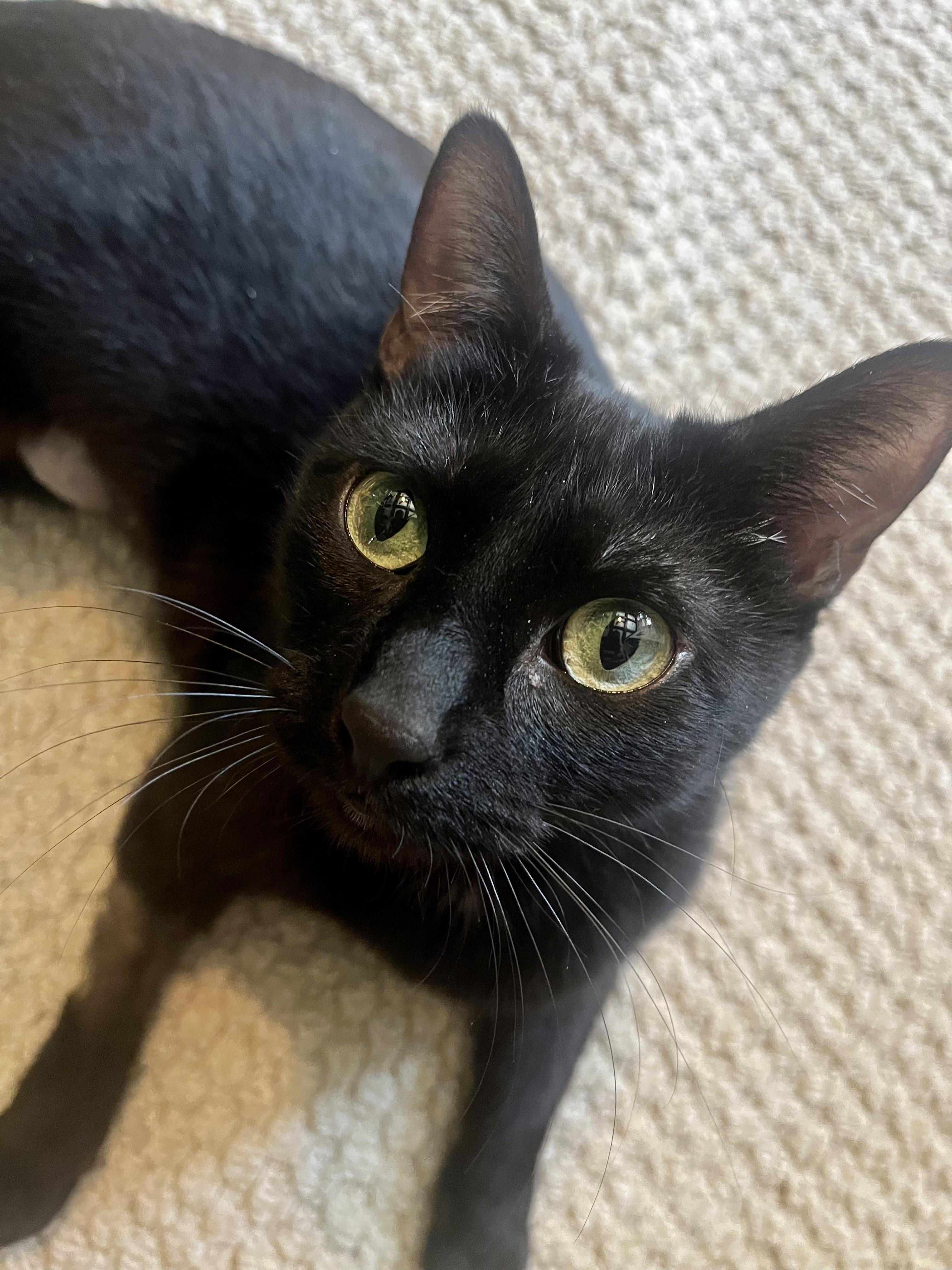 Enlarge Jenni, a Adoptable Domestic Short Hair in Mount Pleasant, TX image 2/5