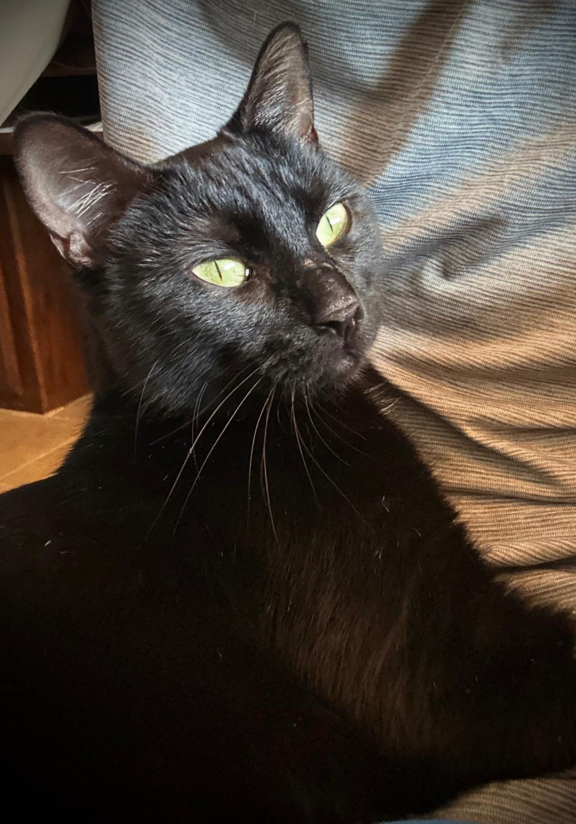 Enlarge Jenni, a Adoptable Domestic Short Hair in Mount Pleasant, TX image 4/5