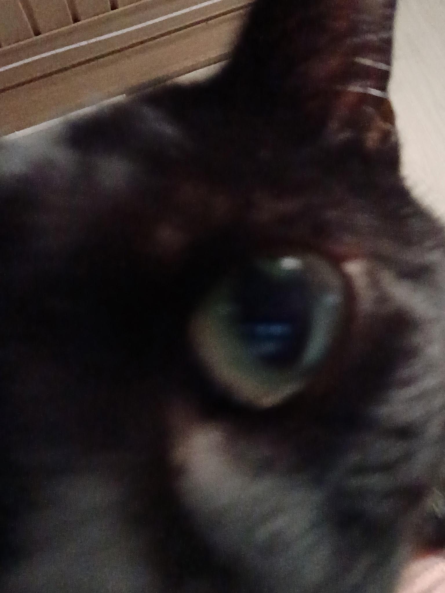 Enlarge Jenni, a ADOPTABLE Domestic Short Hair in Mount Pleasant, TX image 3/5