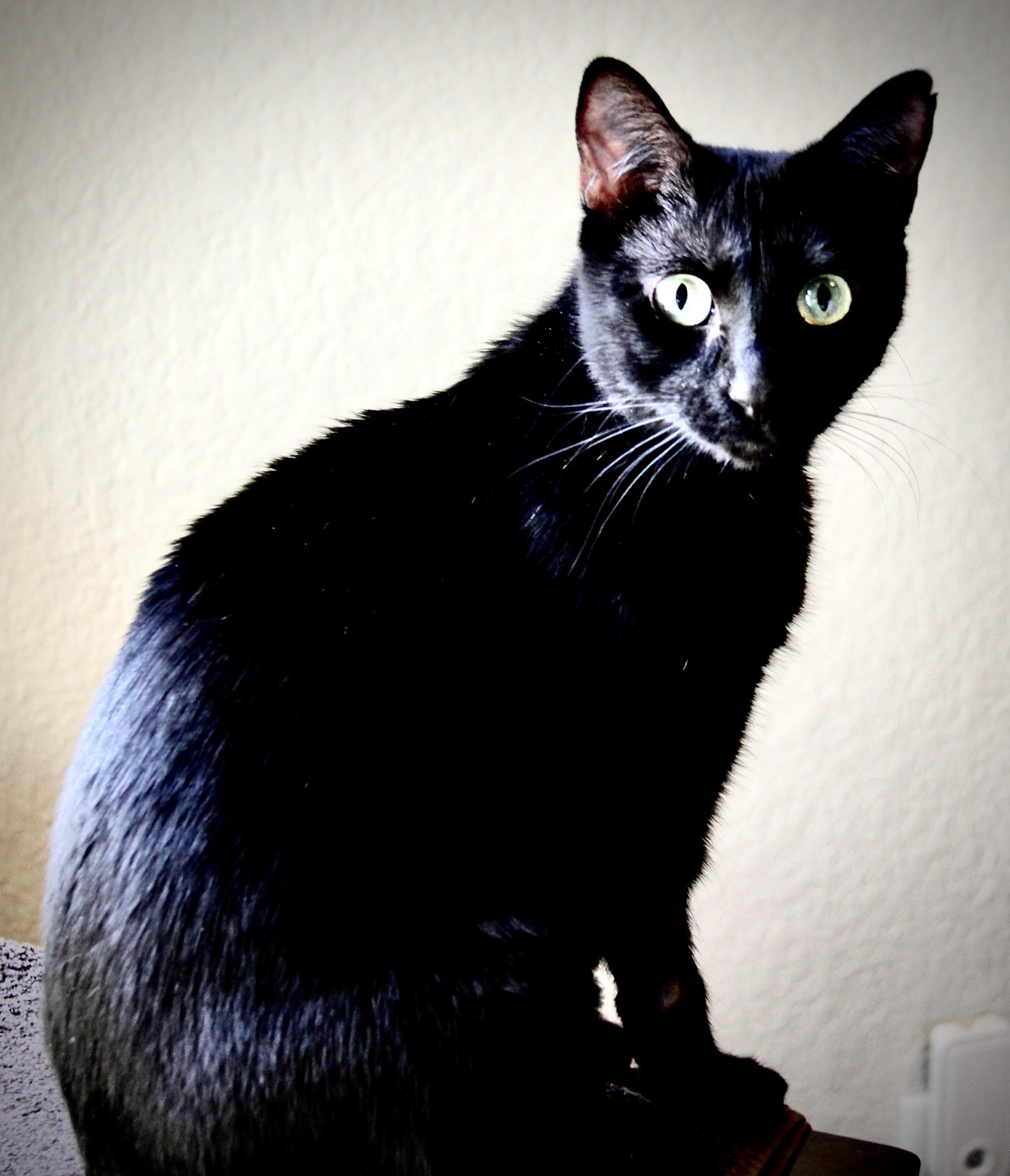 Enlarge Jenni, a ADOPTABLE Domestic Short Hair in Mount Pleasant, TX image 5/5