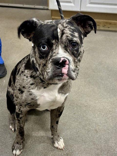 Enlarge Martin, a Adoptable Boxer in Monticello, NY image 1/3