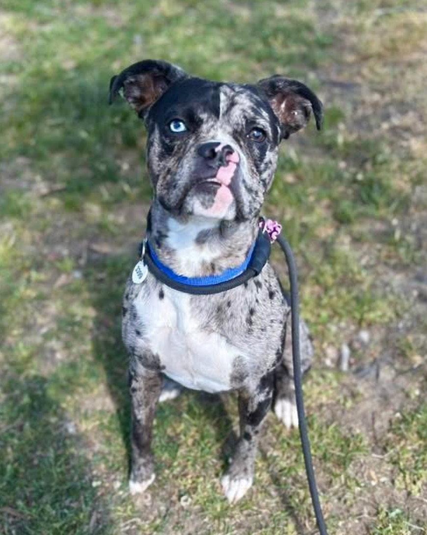 Enlarge Martin, a Adoptable Boxer in Monticello, NY image 2/3