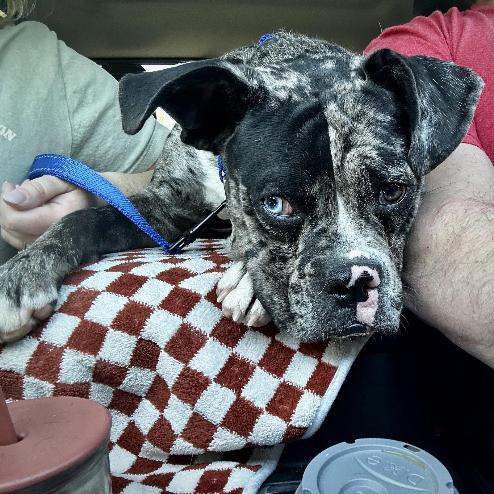 Enlarge Martin, a Adoptable Boxer in Monticello, NY image 3/3
