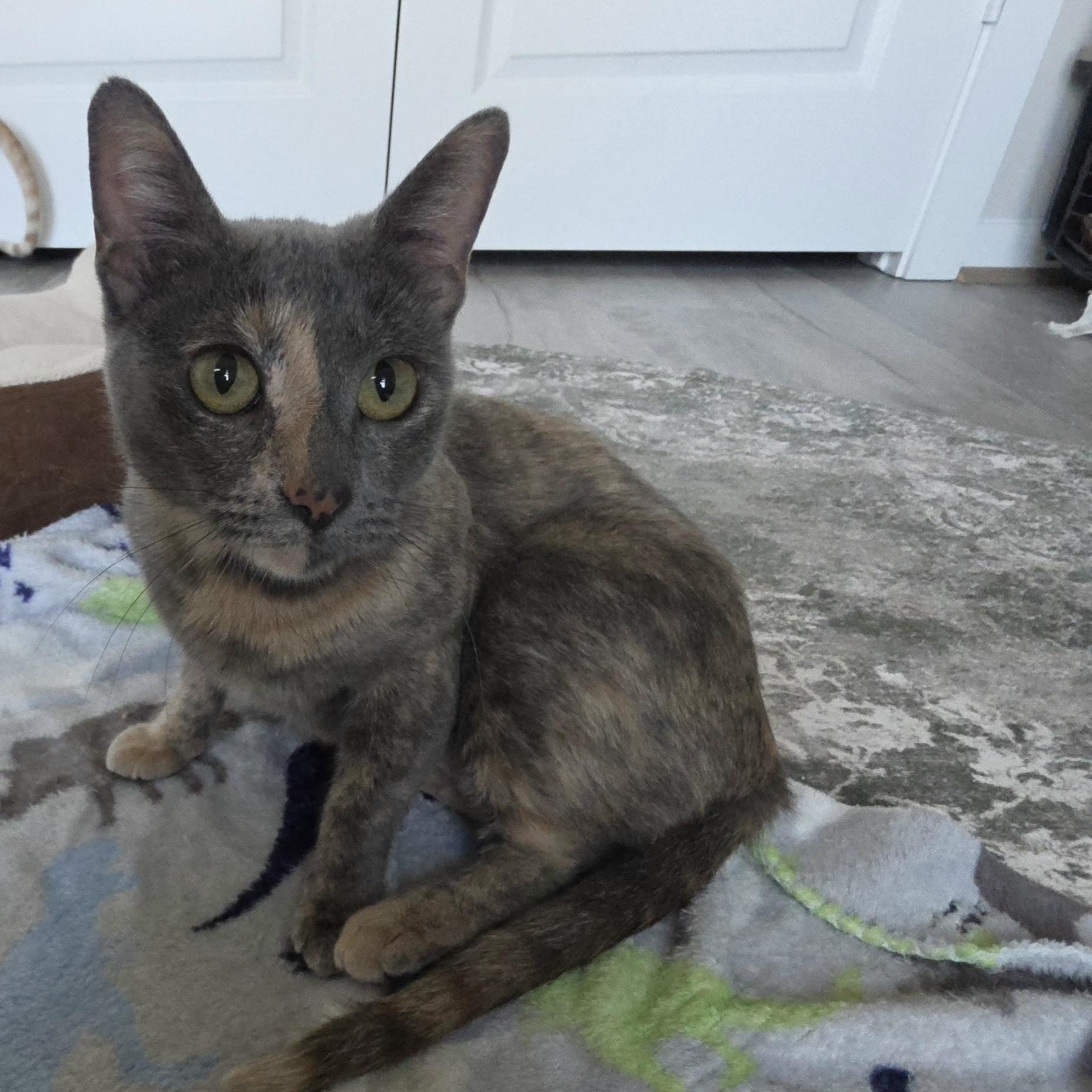 Enlarge Lyla, a Adoptable mixed breed in Boise, ID image 4/5