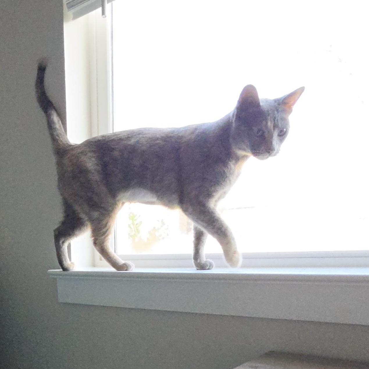 Lyla, Adoptable, Young Female Domestic Short Hair & Dilute Tortoiseshell.