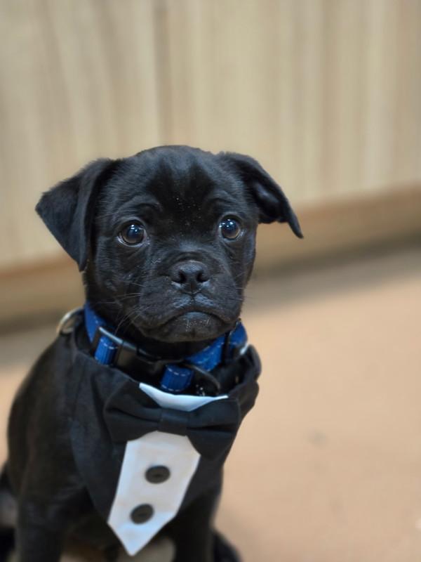 Lentil, Adoptable, Puppy Male Pug.