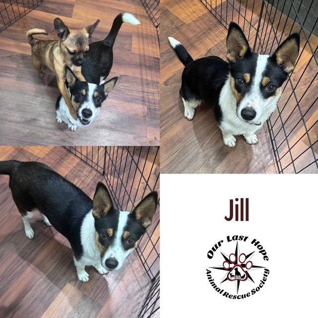 Jill, Adoptable, Young Female Rat Terrier & Corgi.