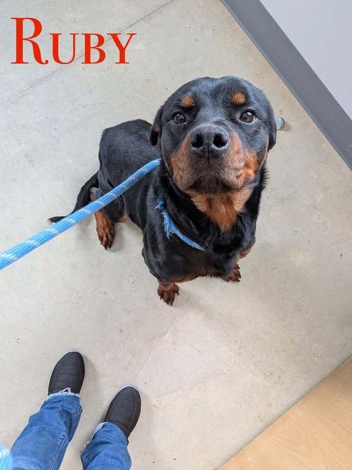Enlarge Ruby, a Adoptable Rottweiler in Hillsboro, OH image 1/1