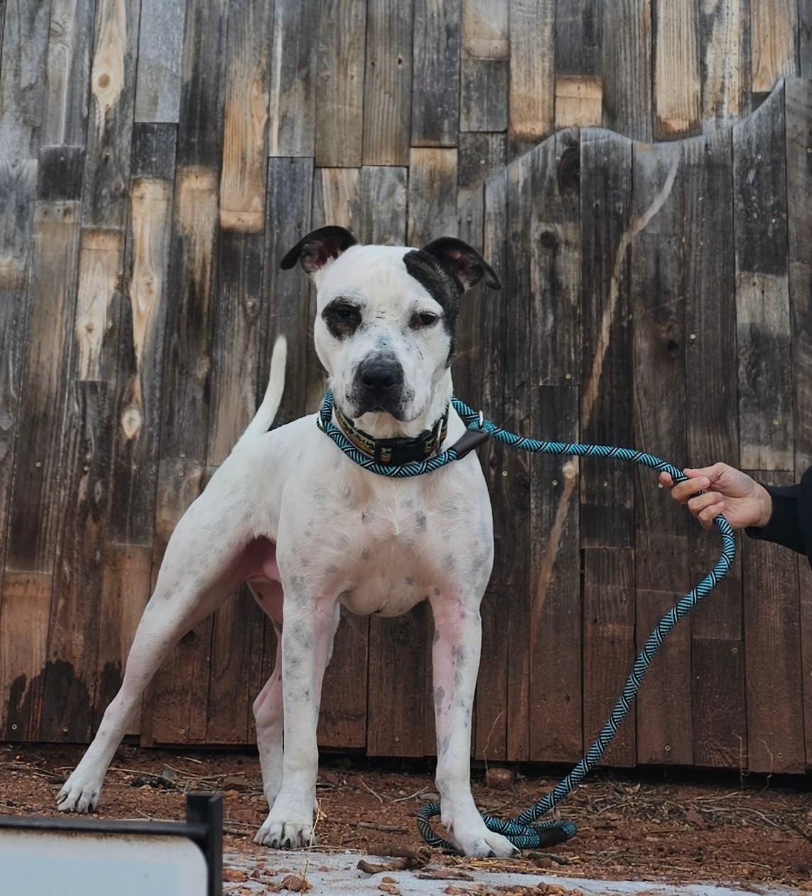 Bones, Adoptable, Adult Male American Staffordshire Terrier.