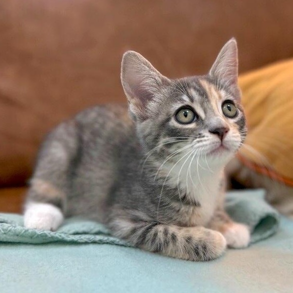 Austin Barrera — thumbnail 2