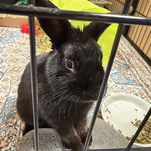 RONAN, adopted, Young Male Rex.