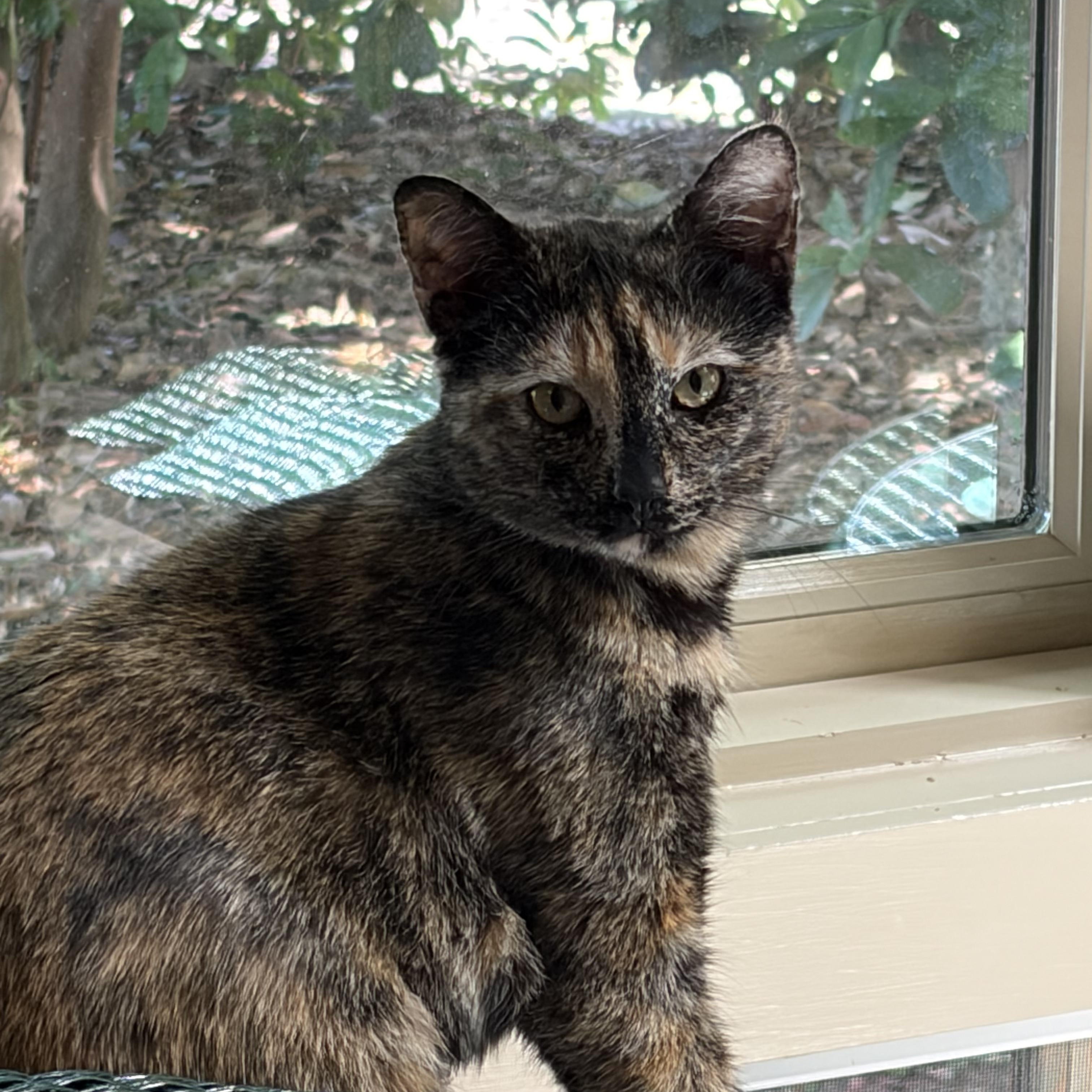 Tortieanne, a ADOPTABLE Domestic Short Hair in Beaufort, SC image 3/5