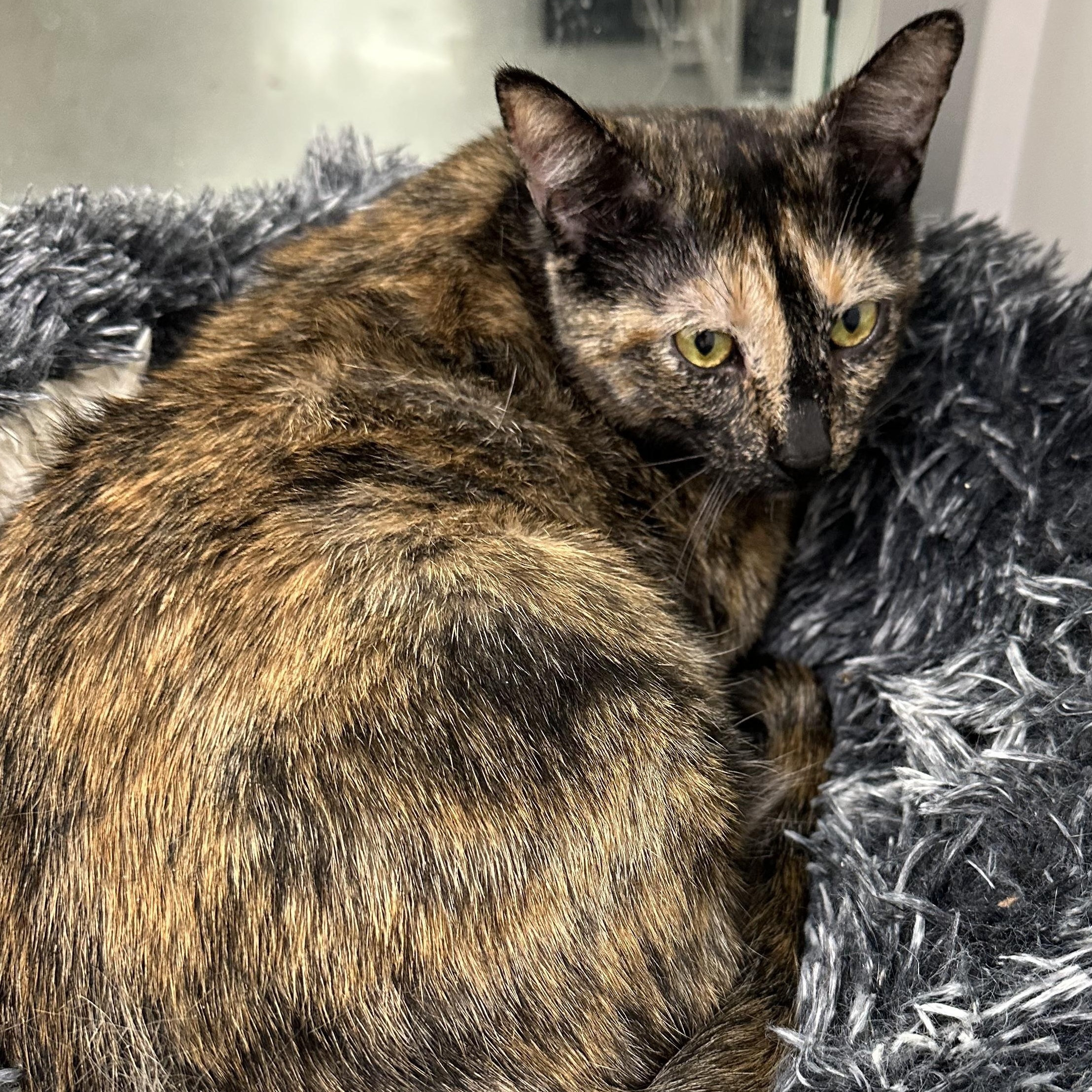 Tortieanne, ADOPTABLE, Young Female Domestic Short Hair.