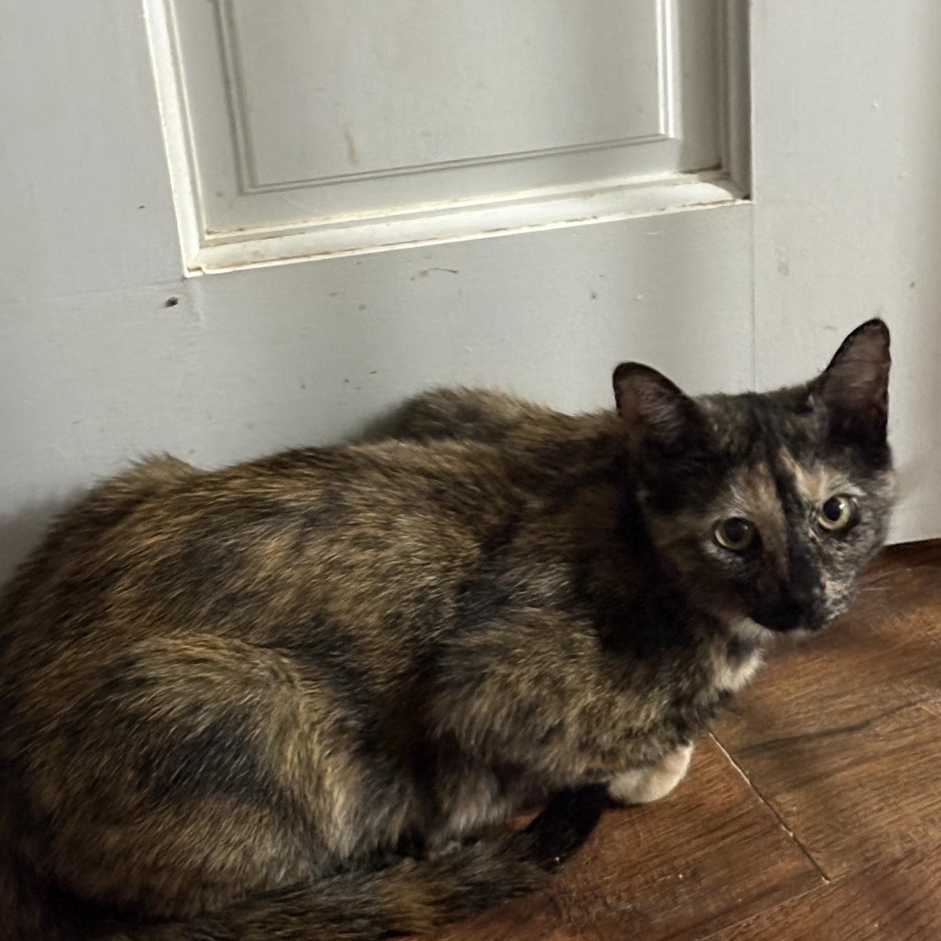 Tortieanne, a ADOPTABLE Domestic Short Hair in Beaufort, SC image 4/5