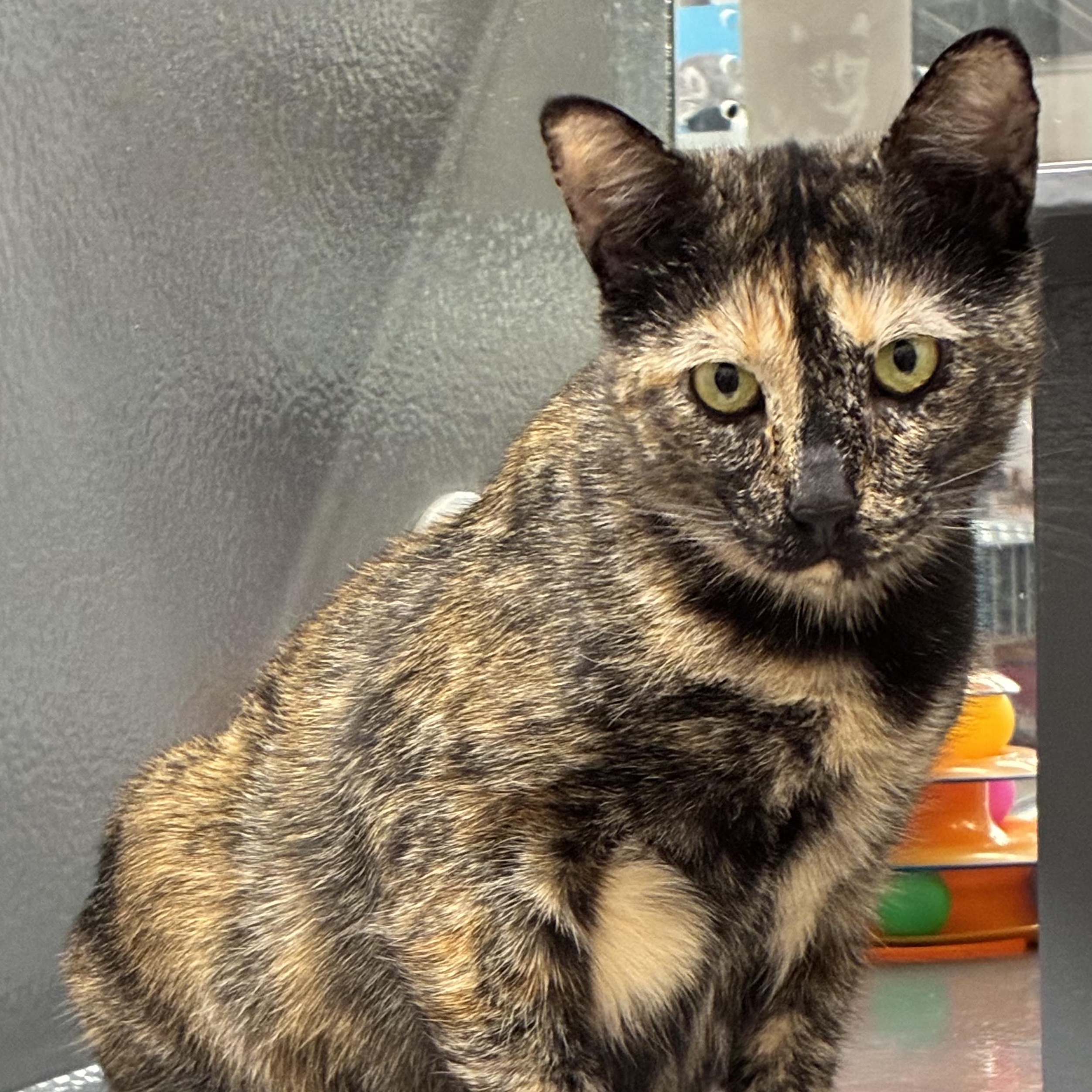 Tortieanne, ADOPTABLE, Young Female Domestic Short Hair.